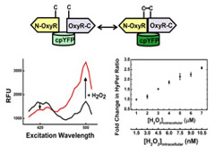 quantifying intracellular hydrogen-1 copy