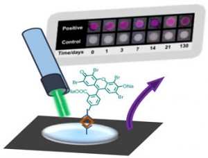 Polymerization based amplification for paper immunoassays copy